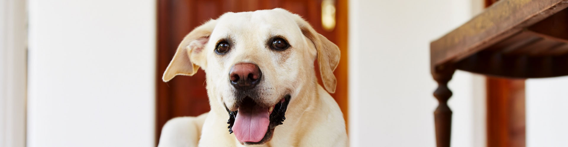 alojamiento que admiten mascotas en El Rieral